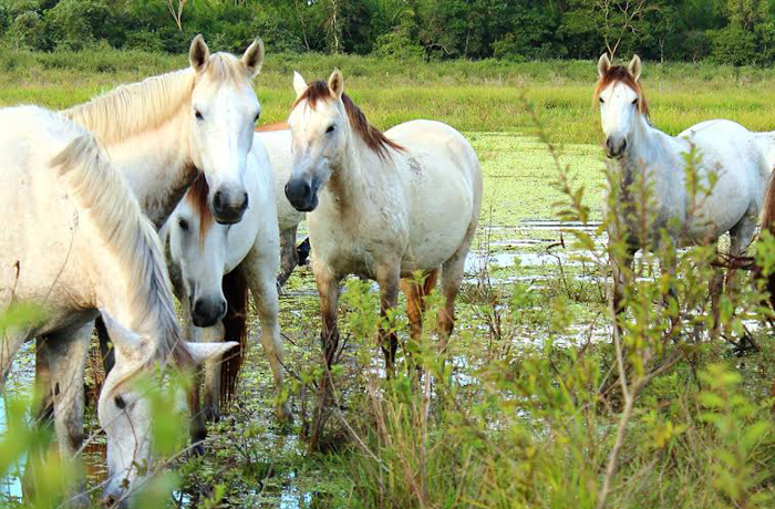 peão pantaneiro  Cavalo pantaneiro, Cavalos, Pantanal